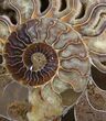 Stunning Polished Ammonite - Half #7225-1
